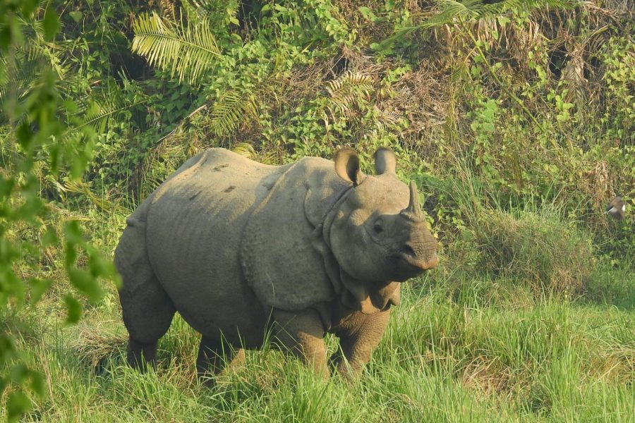 Jungle Safari in Nepal