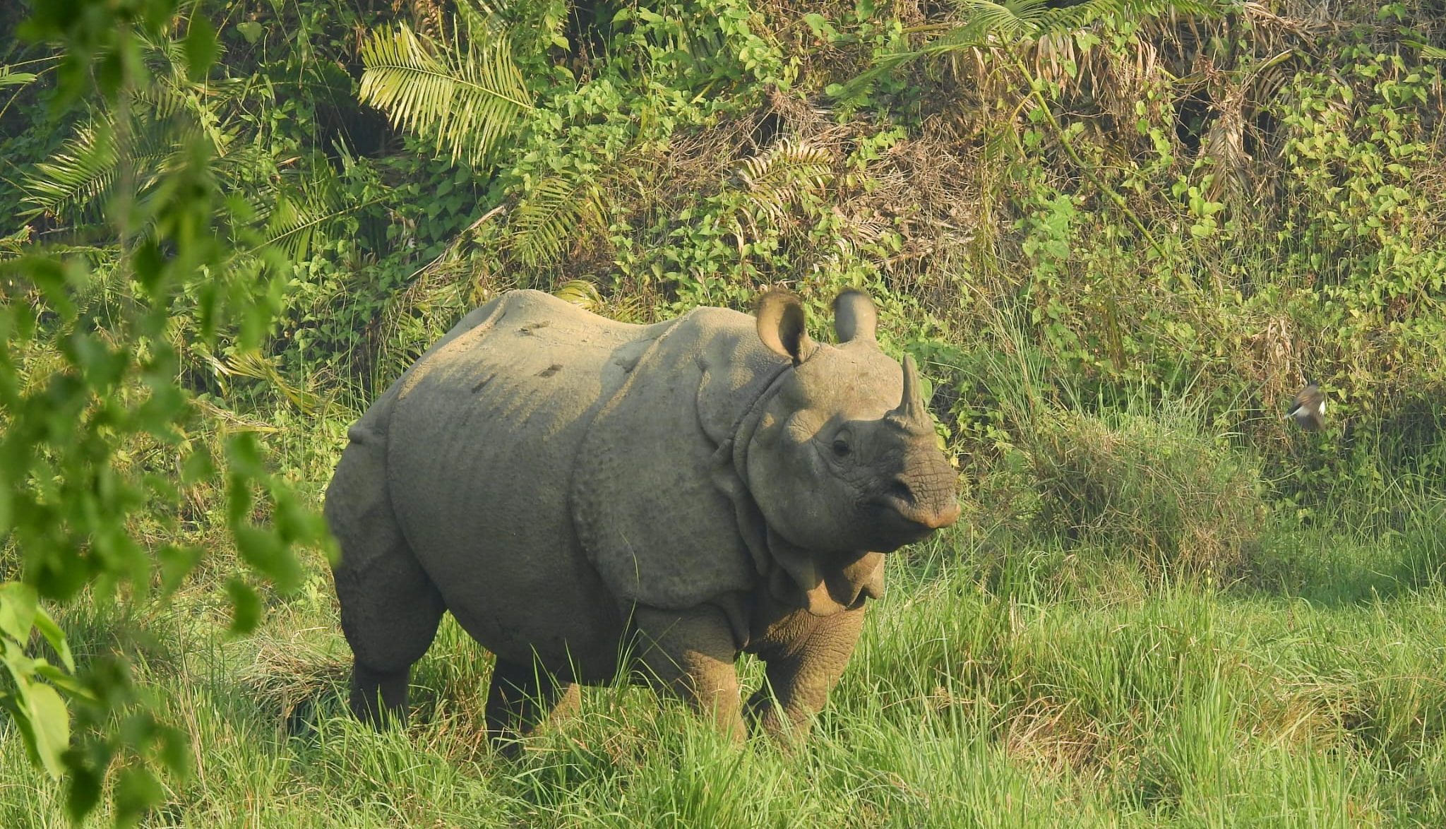 Chitwan National Park